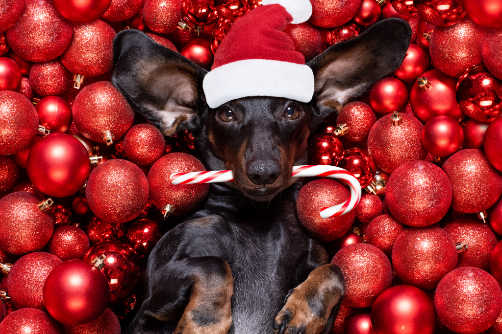 dog with a candy cane surrounded by ornaments