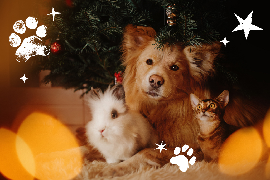 Pet Phot Contest Banner